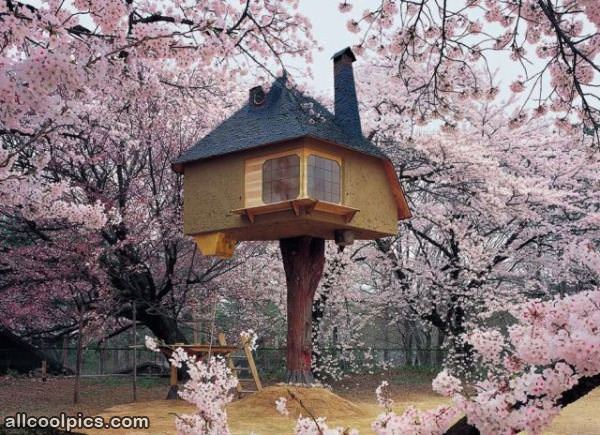Amazingly Cool Tree House