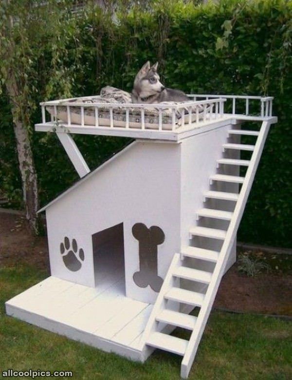 Cool Dog Houses