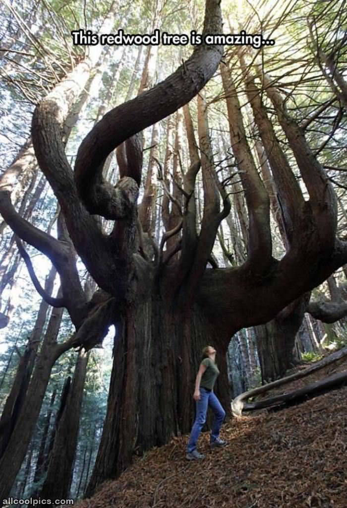 Cool Tree