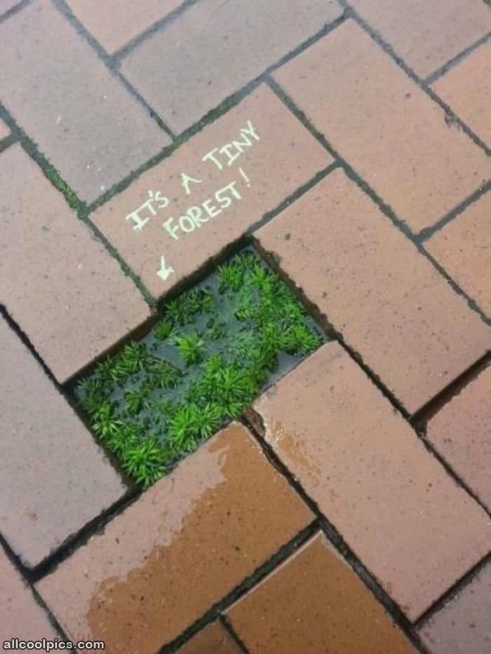 Its A Tiny Forest