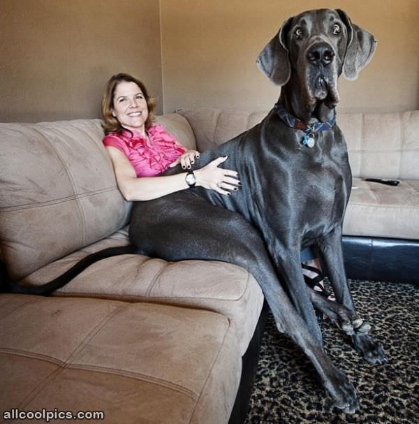 That Is A Big Dog