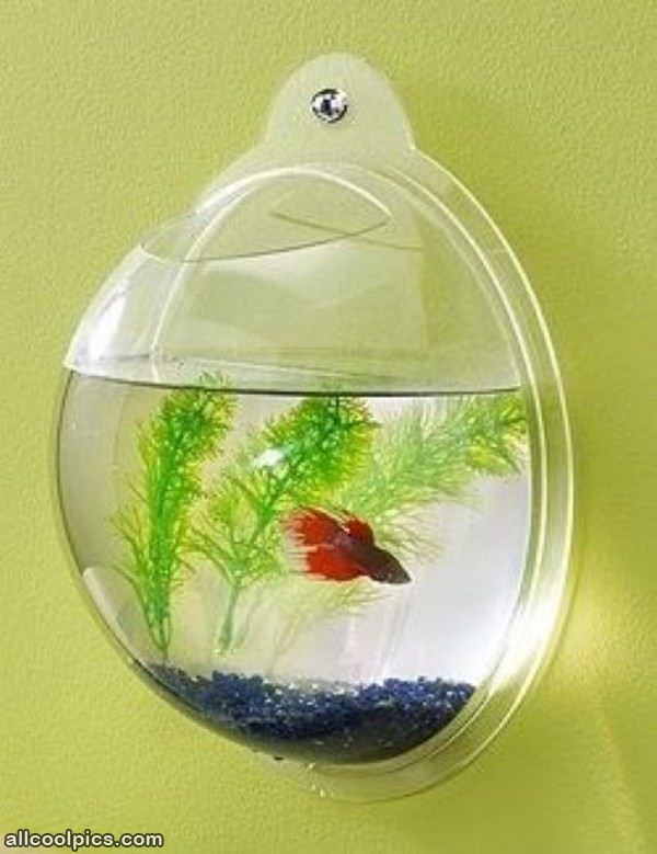 Wall Hanging Fish Tank