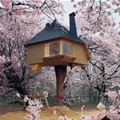 Amazingly Cool Tree House