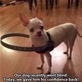 Blind Dog