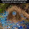 Bower Birds