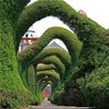 Cool Bushes To Walk Under