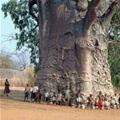 Cool Huge Tree