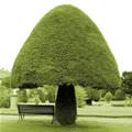 Cool Mushroom Tree