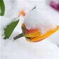 Cool Snowy Flower