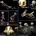 Disney Skelatons