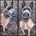 Dog Mask