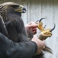 Eagle Talons