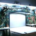 Fish Tank Over Bed
