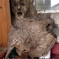 Hornets Nest