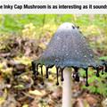 Inky Cap Mushroom