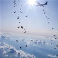 Jumping Out Of Planes