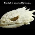 Lizard Skull
