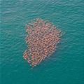 Migrating Stingrays