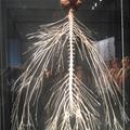 Nervous System