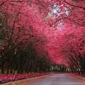 Pink Street