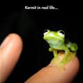 Real Life Kermit