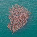 Stingrays