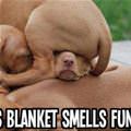 This Blanket Smells Weird