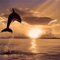 Water Jump