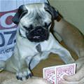 Cool Poker Dog