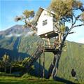 Coolest Tree House In The World